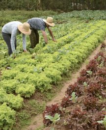 agricultura