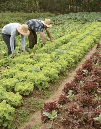 agricultura